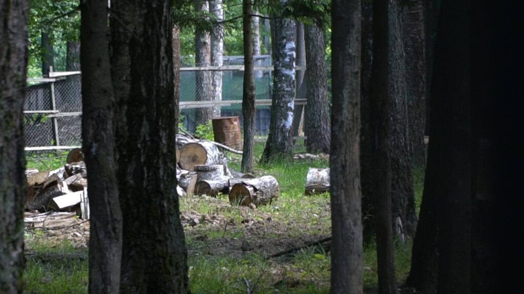 Экологи разбираются почему в Красногорском районе незаконно вырубают лес